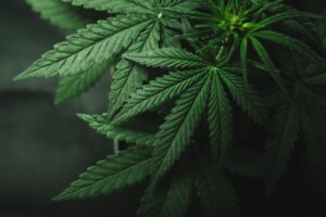 cbd huile essentielle